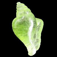 Georgeously Beautiful Conch Shell