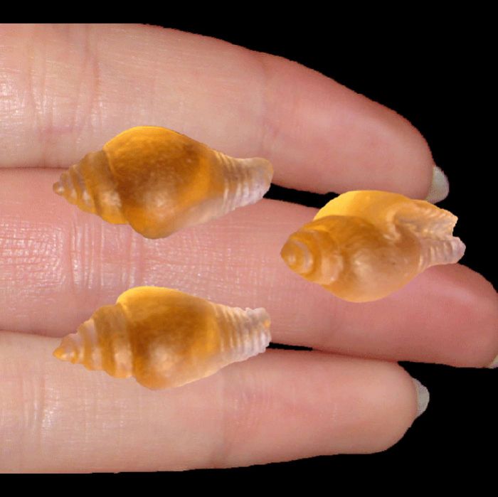 Bewitchingly Natural Conch Shell