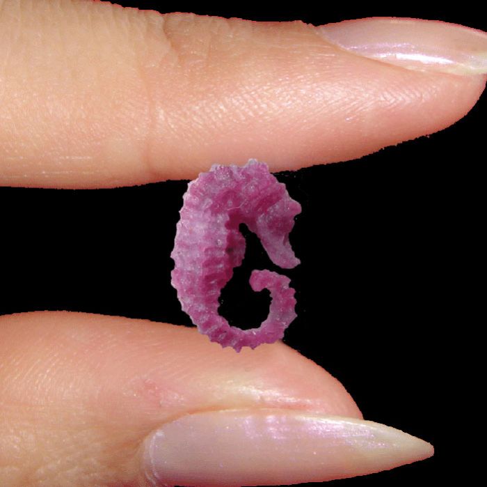 Astonishingly Realistic Sea Horse