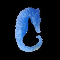 Stunningly Lifelike Sea Horse