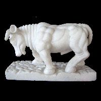 Exquisitely Gorgeous White Spanish Bull