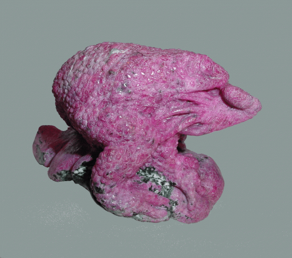 SOLD: Ravenous Toad Devours a Lizard Foot