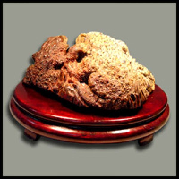 SOLD: 2 Starving Toads Gorging on Their Snake